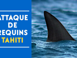 attaque requins tahiti