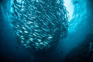 fakarava mur de requins