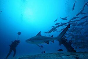 fakarava requins