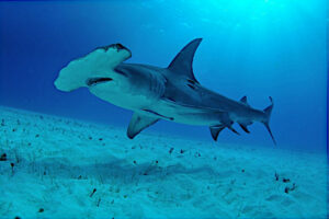 fakarava requins