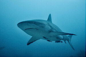 mur de requin fakarava