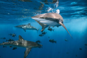 mur de requin fakarava