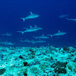 mur de requins fakarava