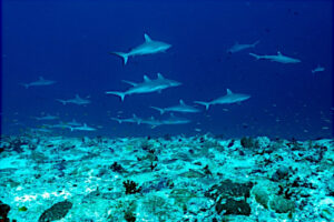 mur de requins fakarava