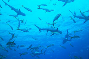 mur de requins fakarava
