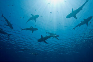 mur de requins fakarava