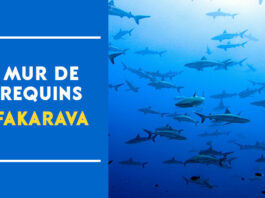 mur de requins fakarava