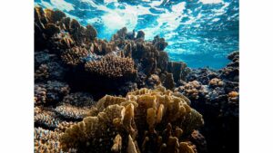 barrière de corail bora bora