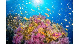 barrière de corail bora bora