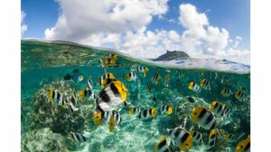 jardin de corail bora bora