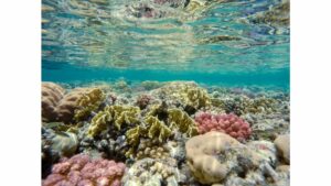 jardin de corail bora bora