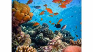 jardin de corail bora bora