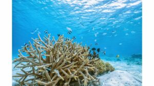 jardin de corail bora bora