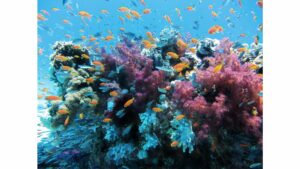 jardin de corail bora bora