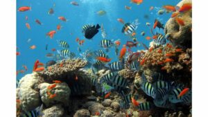 jardin de corail bora bora