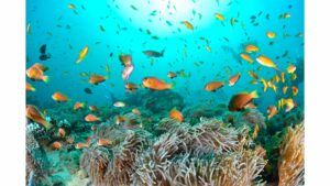 jardin de corail bora bora