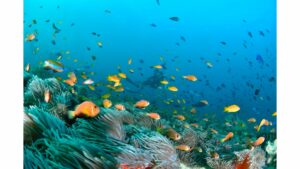 jardin de corail bora bora