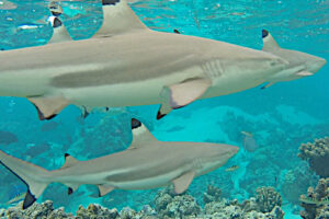que faire moorea