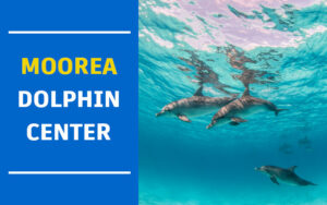 moorea dolphin center moorea dolphin center