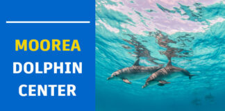Moorea Dolphin Center moorea dolphin center