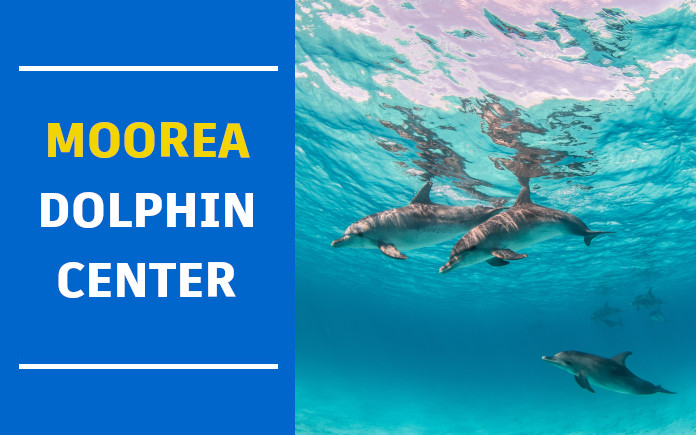 moorea dolphin center
