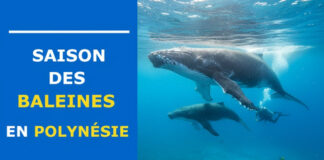 Saison des baleines en Polynésie : Le guide pour une rencontre magique saison baleines polynesie