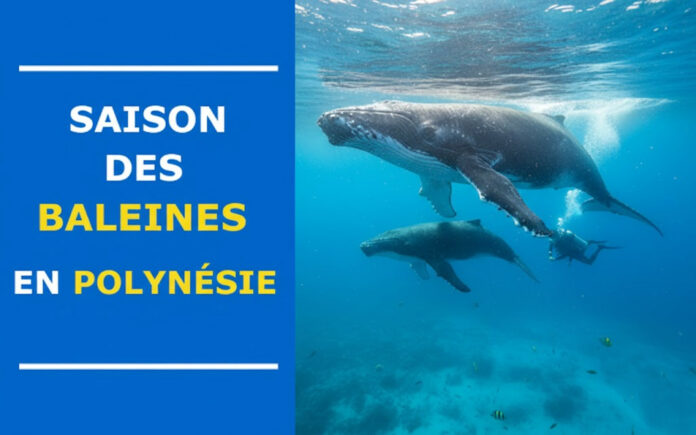 saison baleines polynesie