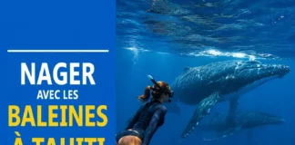 Nager avec les baleines à Tahiti : Guide complet pour votre voyage nager avec baleine tahiti