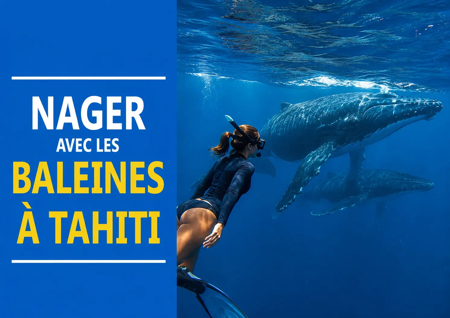 nager avec baleine tahiti nager avec baleine tahiti
