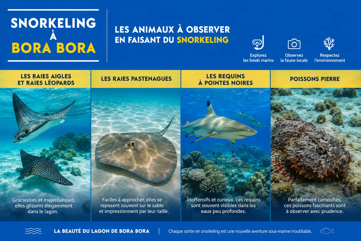 snorkeling bora bora snorkeling bora bora